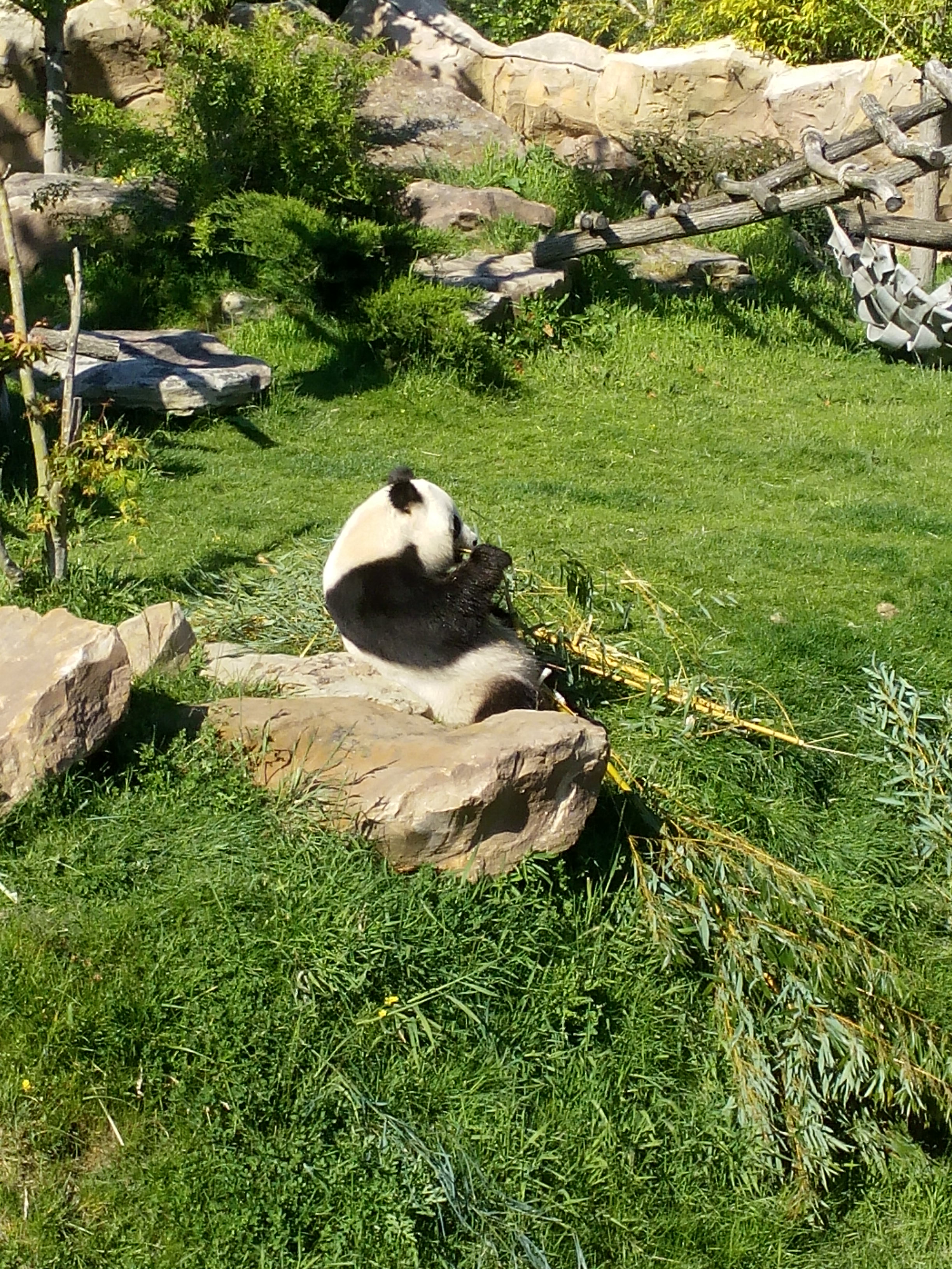 Panda at the ZooParc de Beauval